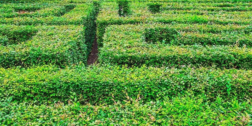 A leafy hedge maze